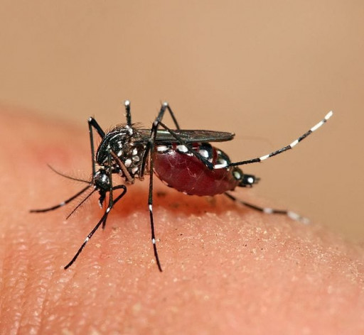 Cara Usir Nyamuk Menggunakan Bahan Alami